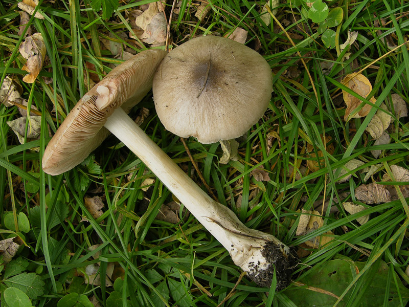 Un fosso......e una marea di funghi.(parte 1)